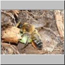Megachile willughbiella - Blattschneiderbiene 03d 14mm beim Blatteintrag - Sandgrube Niedringhaussee fdet10.jpg